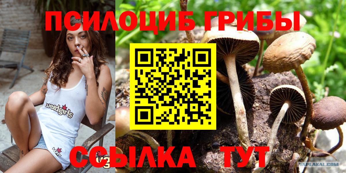 Курган  Псилоцибиновые грибы Psilocybine cubensis  Вход с VPN  купить наркотики цена  Псилоцибиновые грибы ЛСД 