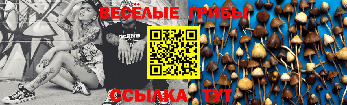 Галлюциногенные грибы Cubensis Курган